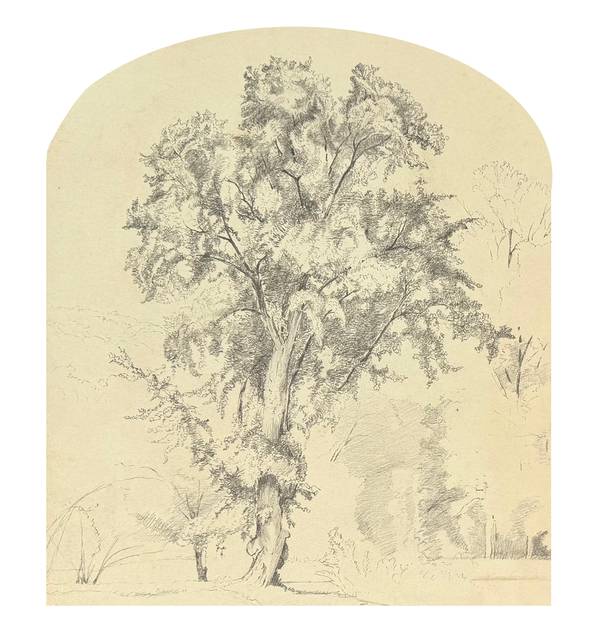 Julie Hart Beers Elm Tree