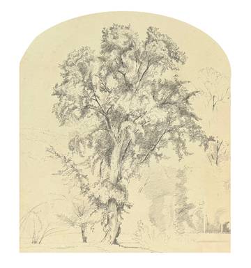 Julie Hart Beers Elm Tree