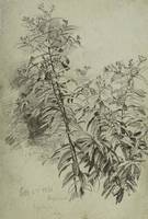 WILLIAM TROST RICHARDS (1833-1905)
Blossoming Plant, Oct. 2 1861
Graphite on paper
8 13/16 x 5 15/16
Dated lower left William Trost Richards Blossoming Plant Unframed