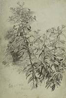 William Trost Richards Blossoming Plant Unframed