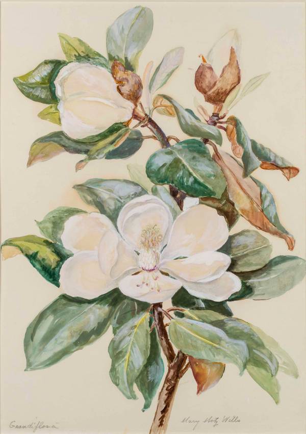 MARY MOTZ WILLS (1875-1961)
Grandi Flora, Magnolia Flower
Watercolor on paper
21 ½ x 15 inches
Signed lower right Mary Motz Wills Grandi Flora, Magnolia Flower unframed