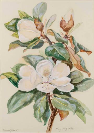 Mary Motz Wills Grandi Flora, Magnolia Flower unframed