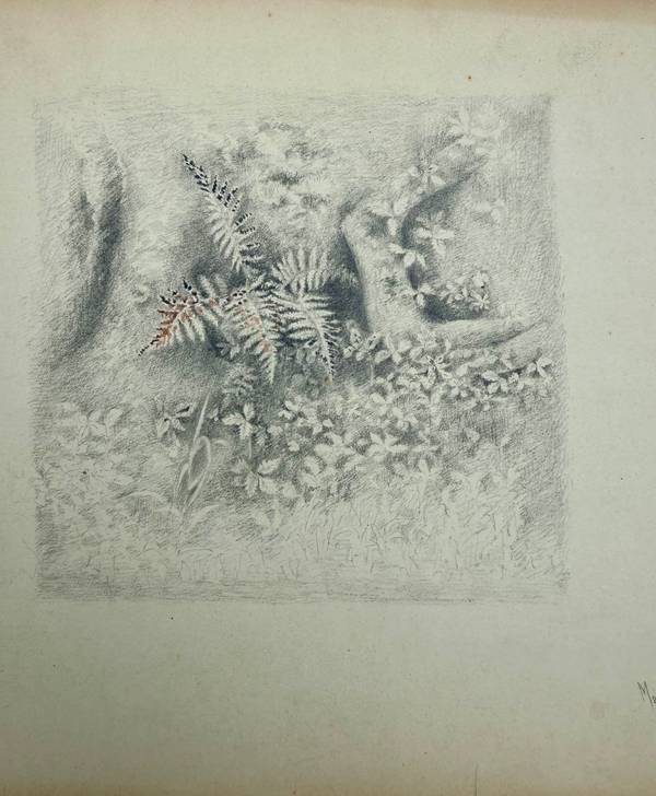 Marion “Minnie” Robertson Beers Brush Fern Study
