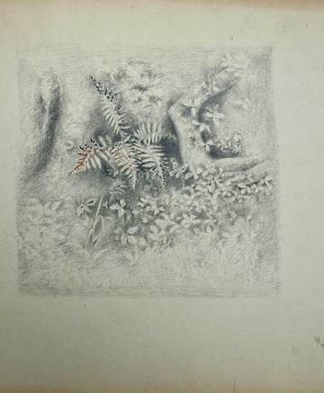 Marion “Minnie” Robertson Beers Brush Fern Study