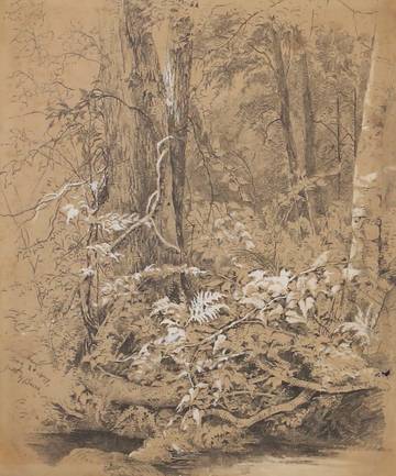 Julie Hart Beers Forest Study, Metuchen, N.J.