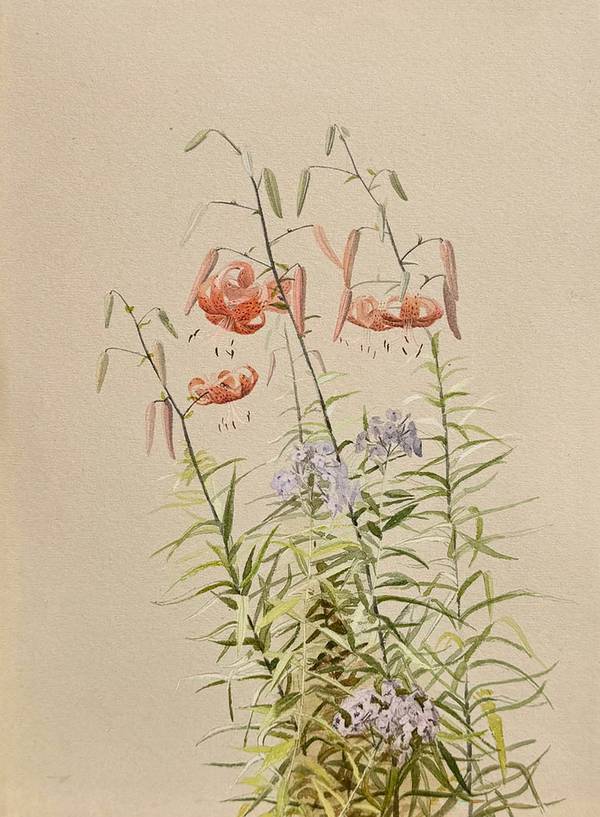 Fidelia Bridges Tiger Lilies and Phlox