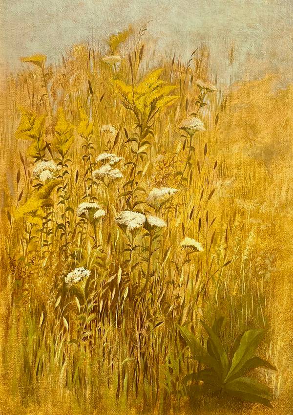 Julie Hart Beers Queen Anne’s Lace