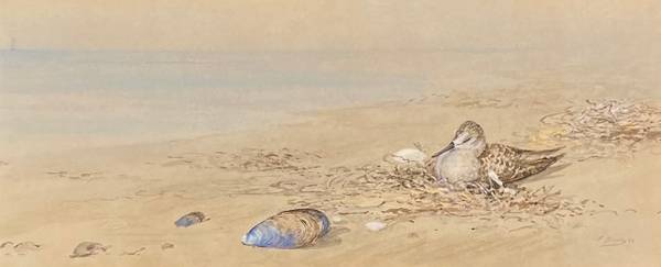 Fidelia Bridges Sand Piper Resting on the Beach