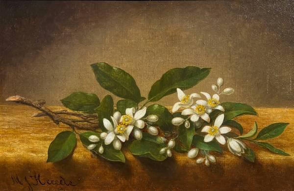 Martin Johnson Heade Orange Blossoms on a Table, c. 1880