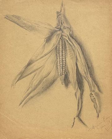 Marion “Minnie” Robertson Beers Brush Corn Study