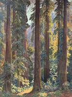 Gunnar Mauritz Widforss California Redwoods
