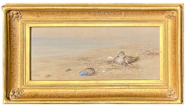 Fidelia Bridges Sand Piper Resting on the Beach