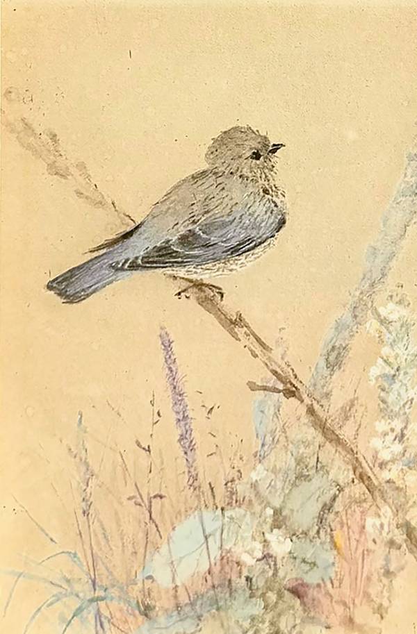 Fidelia Bridges Bluebird