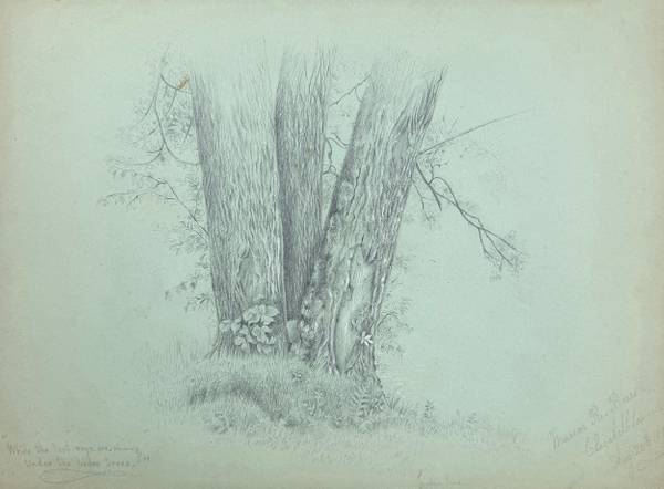 Marion “Minnie” Robertson Beers Brush 
Linden Trees