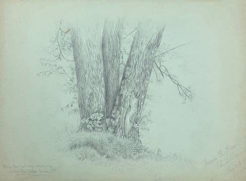 Marion “Minnie” Robertson Beers Brush 
Linden Trees