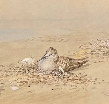 Fidelia Bridges Sand Piper Resting on the Beach