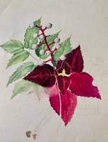Mary Lane McMillan (1883-1976) Coleus Sketch, c. 1951
Watercolor and pencil on paper
11 1/4 x 8 5/8 inches
Signed on verso Mary Lane McMillan Coleus Sketch, c. 1951 unframed