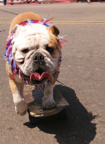 Skateboarding Dog