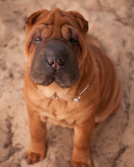 1Travel_dog_puppy_sharpei.jpg