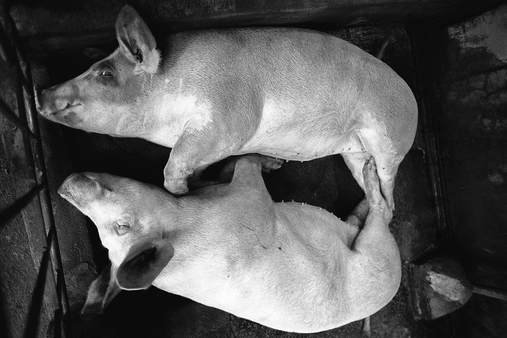 AYUSON_sleeping_pigs_800kb.jpg