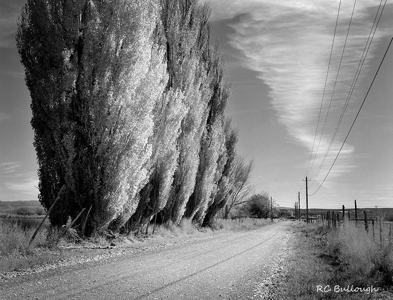 Wellington Poplars