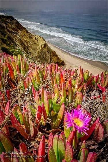 Ice Plant Blooming over ocean waves