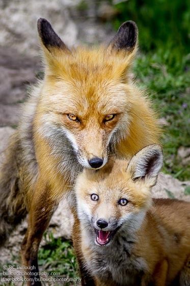 Fox Family 2