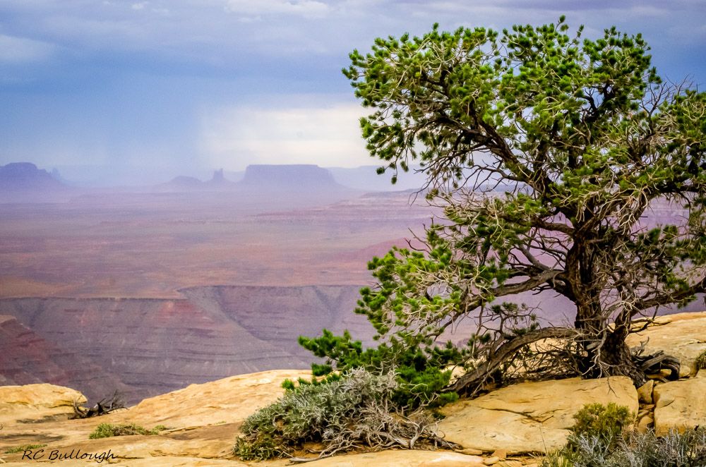 Pinyon and Monument Valley