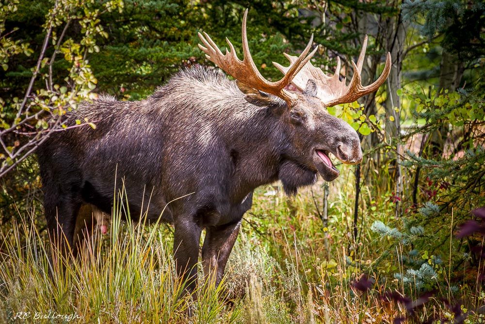 Grizzled Bull Moose