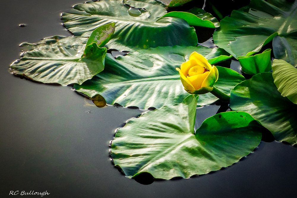 Lily Pad