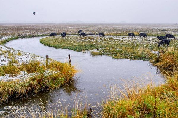 Grazing