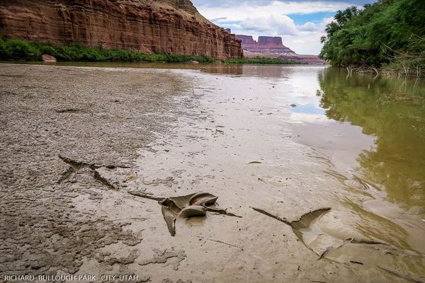 Great Blue Heron Tracks, Green River, Utah