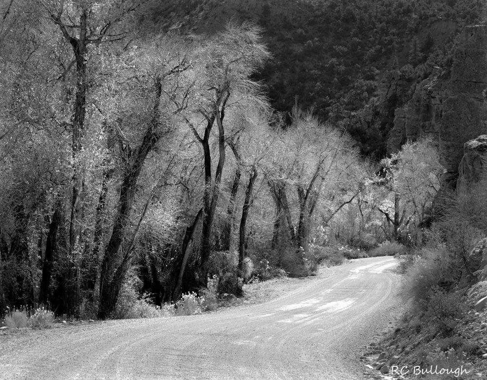 Leafless Cottonwoods