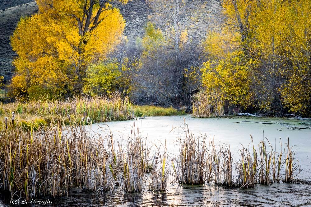 Weber River Wetland