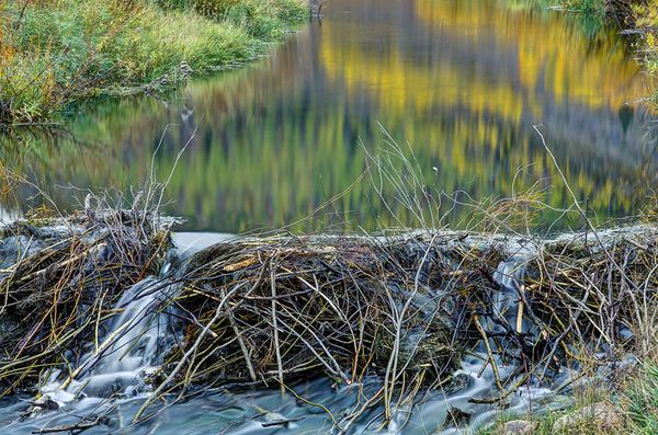 A muskrat damn along East Canyon Creek, Wasatch Mountains, Utah Busy Muskrats