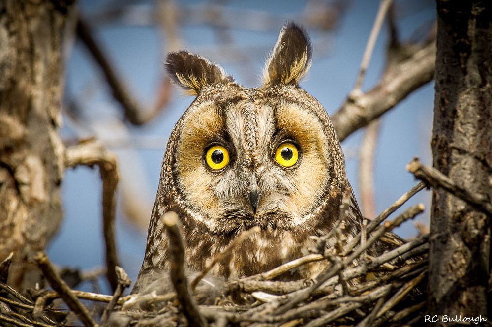 Owl on Nest