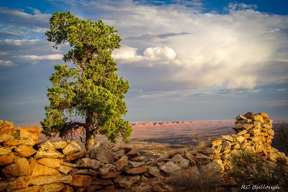 Pinyon Pine and Structure