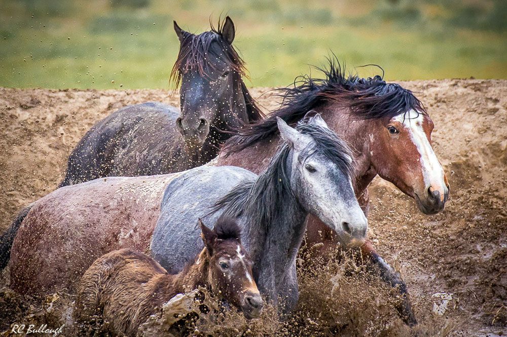 Crashing Through the Waterhole 