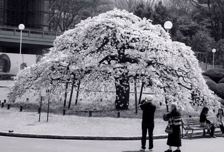 1umbrella_cherry_blossom.jpg