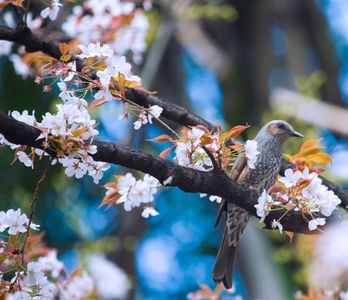 1cherryblossom_bird.jpg