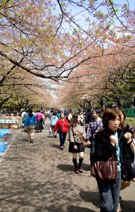 1cherry_blossom_viewing2.jpg