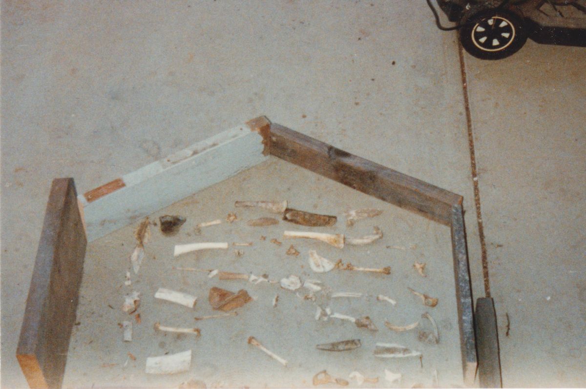 website-bone collection.jpg