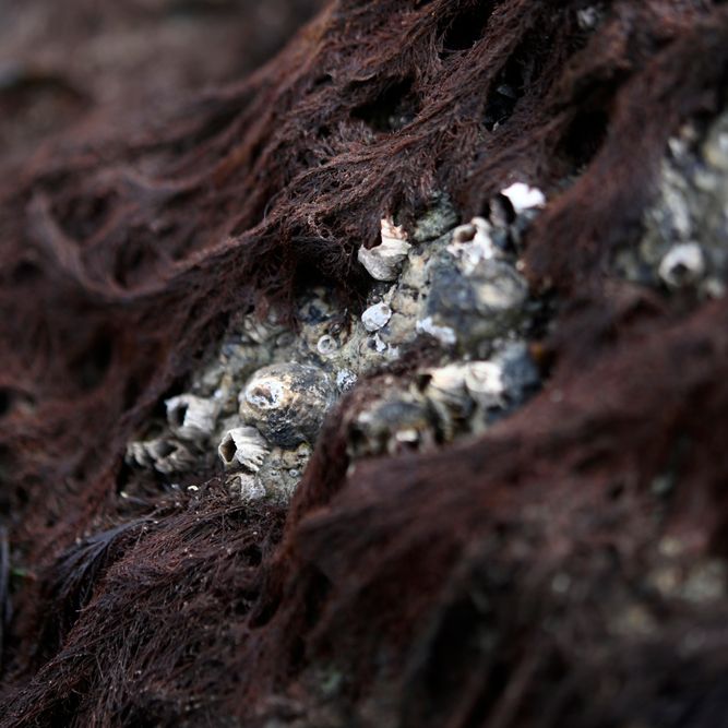 ©joan_beard_2025-8523 crop.jpg