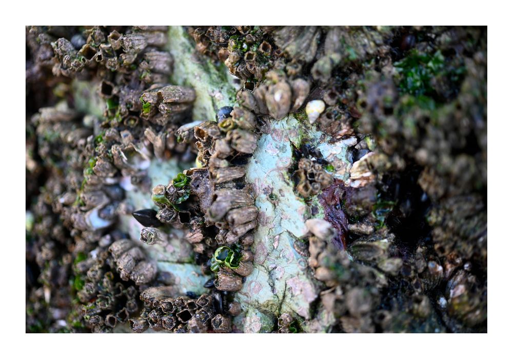 7290 ©joan_beard_2025-7290.jpg