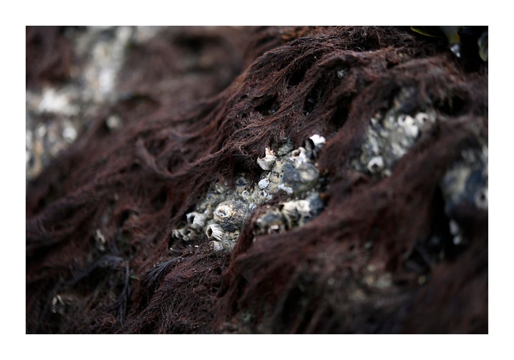 8523 ©joan_beard_2025-8523 wb.jpg