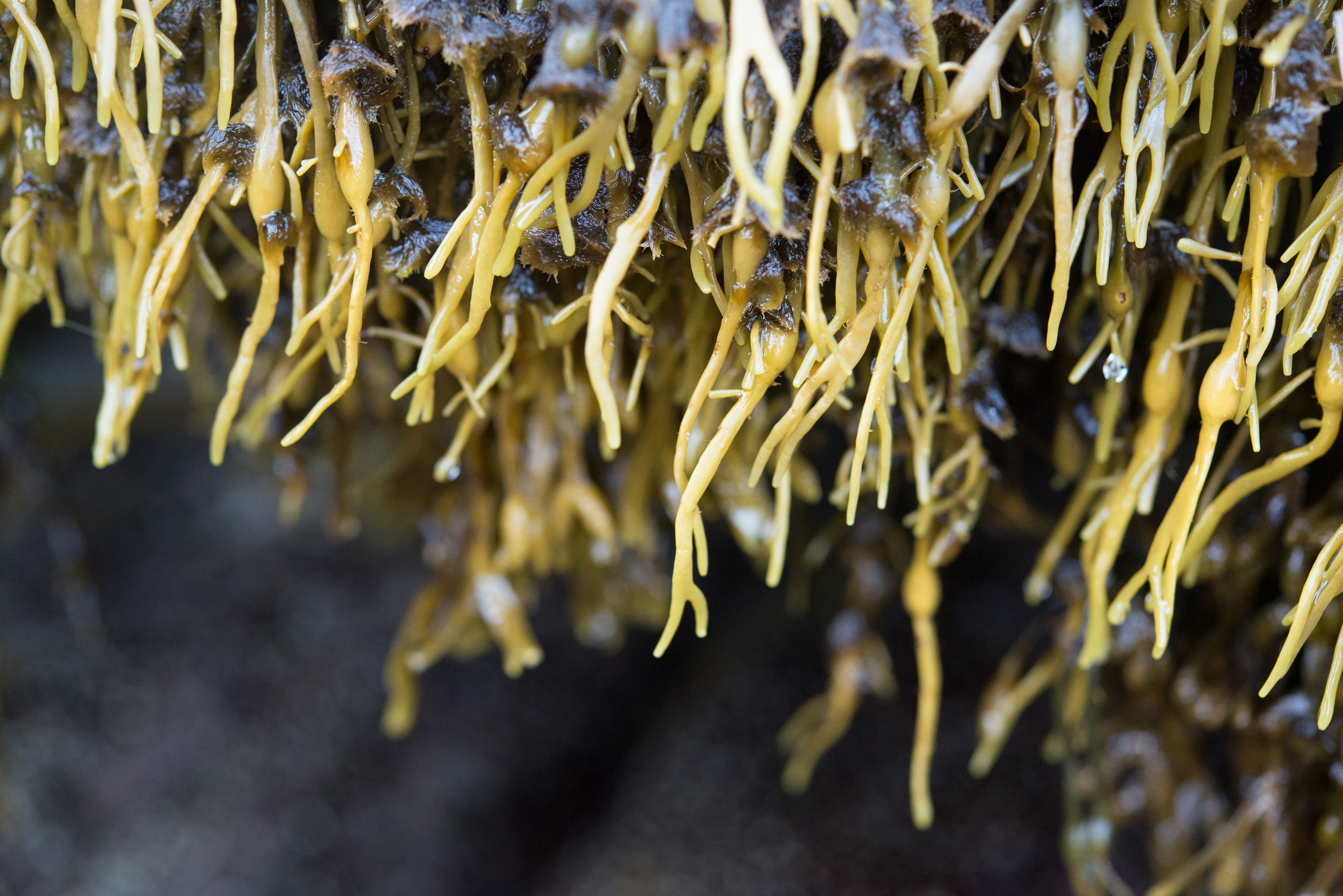 The viel of seaweed #0523