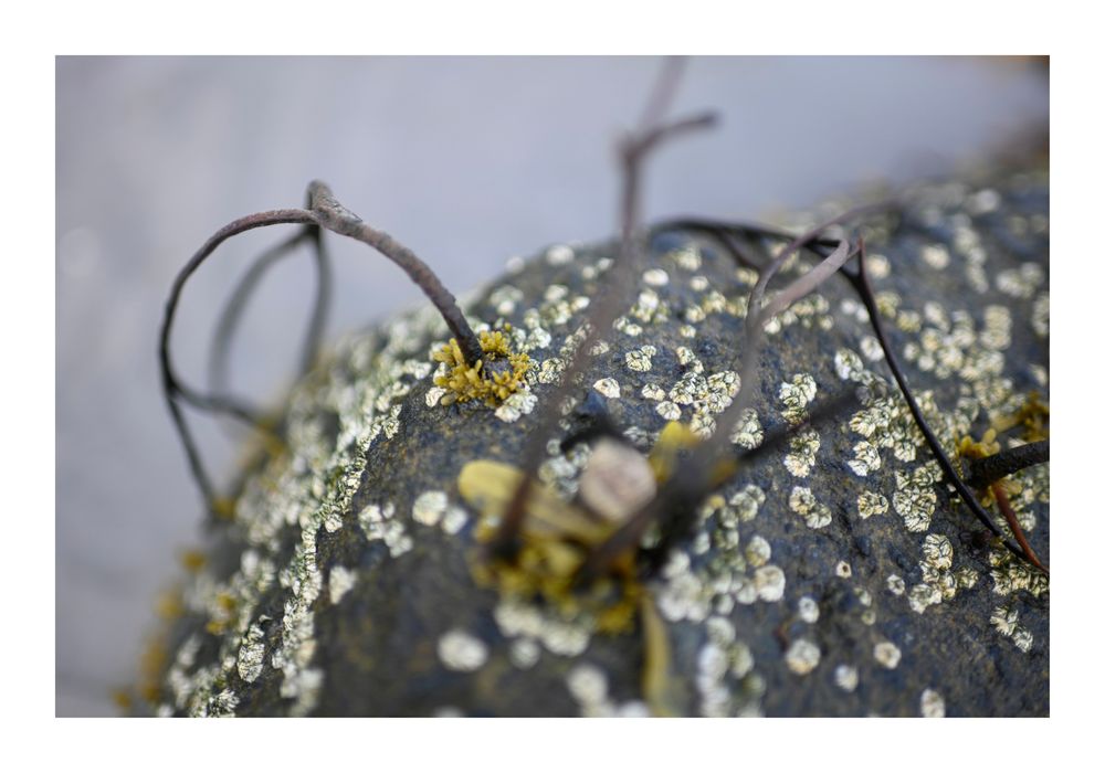 3009 ©joan_beard_2025-3009-2.jpg