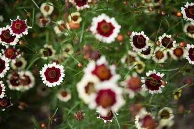 flowers _DSC9011.jpg