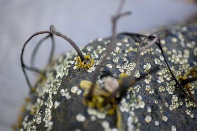 ©joanbeard_2019-3009.jpg