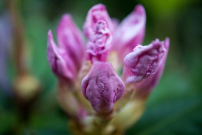 a micro photograph of a rhododendron in the Quinalt Rainforest at the Quinalt lodge. Flower bud about to bloom early spring is revealed in this fine art print. Memory: 6222